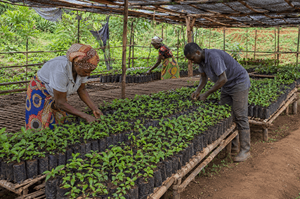 Nurturing a resilient future. Community members managing a native tree seedling nursery established by JARS-Future for ongoing restoration projects.